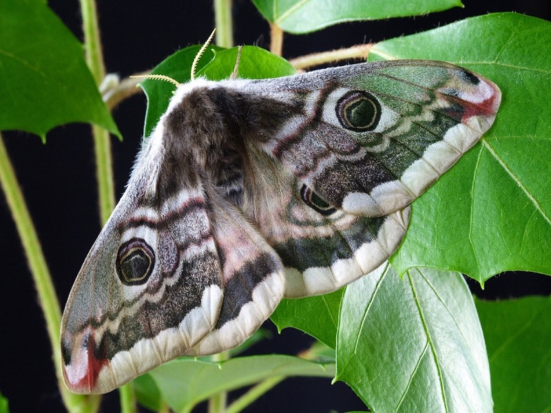 papillon de nuit g Pixabay