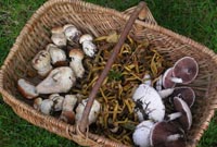 Champignons dans l'Orne © Ornetourisme