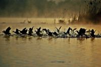 oiseaux marais cpie200 ©cpie