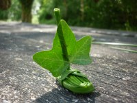 plantes marais200 ©CPIE