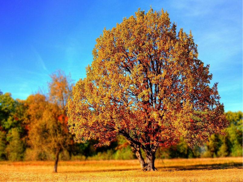 arbre g pixabay Pixabay
