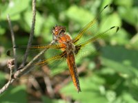PetiteBeteDeLeau-CPIECollinesNormandes200 ©cpie