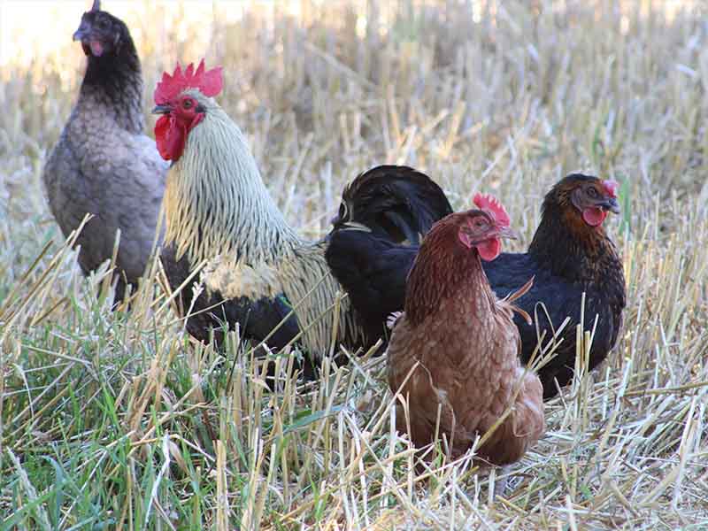 Oiseaux de la ferme ©F.Demeule ©F.Demeule