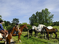 Randonnée à cheval dans l'Orne © D. Commenchal