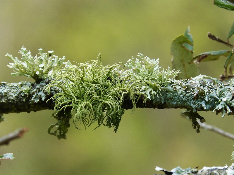 lichen_g. Pixabay