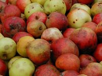 ecomusee_arbrecidre_200 credit_ecomuseeduperche
