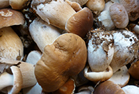sortiechampignons-200-2 ©Pixabay