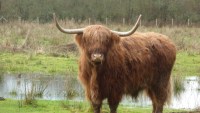 Highland MGH AD200 ©CPIE