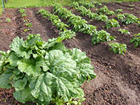 JARDIN 30 JUILLET X200 PNRP