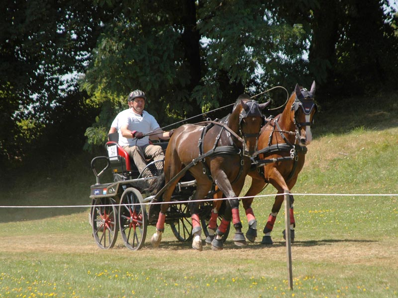 Concours d'attelage amateurs - Haras du Pin ©M. Lesuffleur