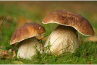 Champignons ©