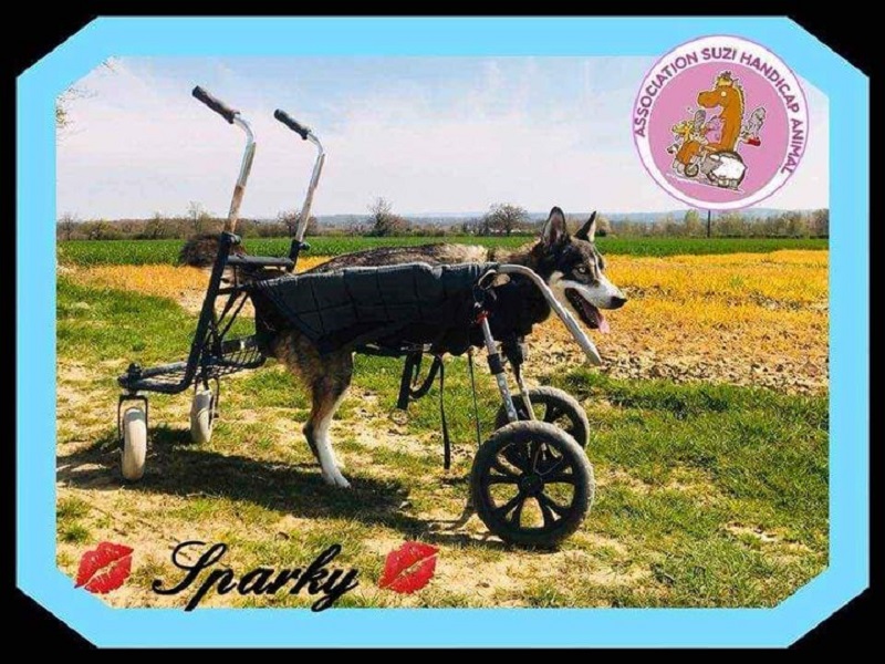Suzi-handicap-animal