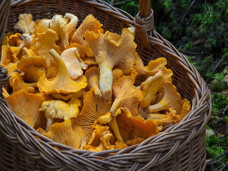 Champignons g Pixabay Pixabay