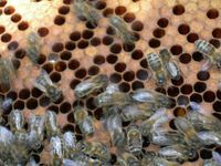 ecomusee_apiculture11_200 ©ecomuseeduperche
