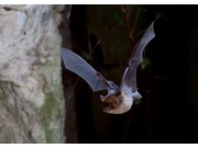Chauve-souris Frank Deschandol et Philippe Sabine