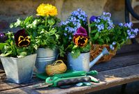 garden-flowers-plant-flowers-gardening-spring-forget-me-not-gardener-bank-1382748 a
