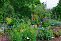 bois-du-puits-200 ©Jardinbotaniqueleboisdupuits