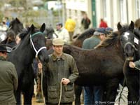 Foire aux poulains percherons - Le Mêle sur Sarthe ©D. Commenchal