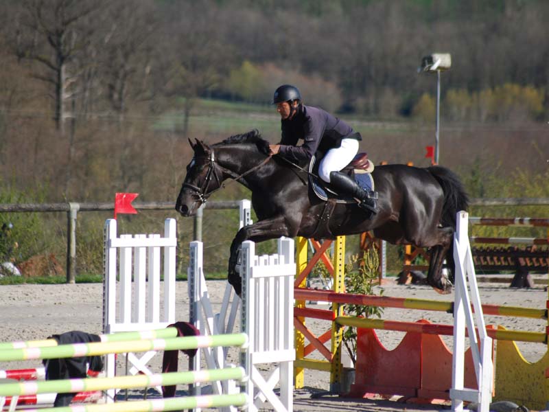 Concours d'entraînement - Haras national du Pin ©Jean Chevret