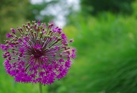 jardin200Sans titre ©OTBelleme