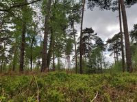 foret200 BIT La Ferté-Macé