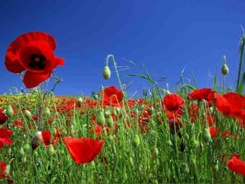 Coquelicot 800x600 ©F.Demeule