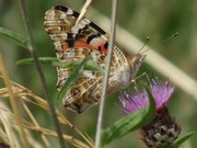 Papillon-5 @pnrp