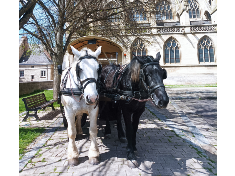 Percheron route de campagne 2 Audrey Rouzies