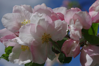 Pommier Alain MARTIN