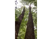 arbres-14 @pnrp