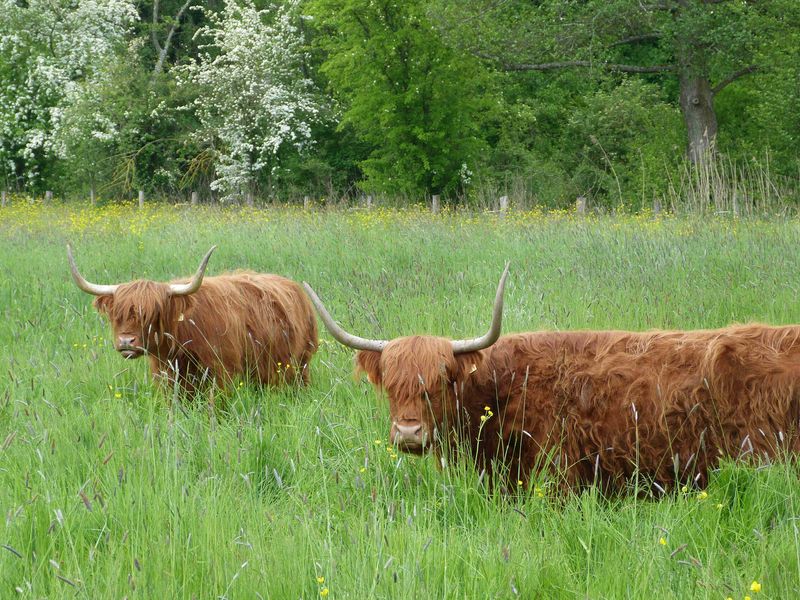 Decouverte-du-marais-MGH-2800-scaled CPIE