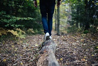 foret200x135lwood-691629_960_720 ©Pixabay