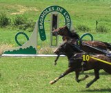 courses_hippiques_1 a