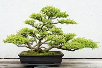dj116-bonsai-istock A