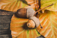 acorns-200x135 Ylanite www.pexels.com/@nietjuh