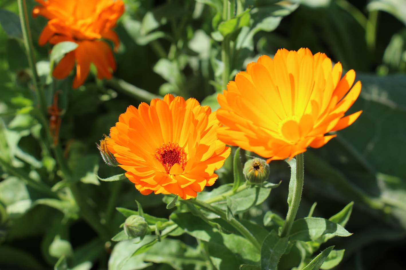 fleur de souci pnrp