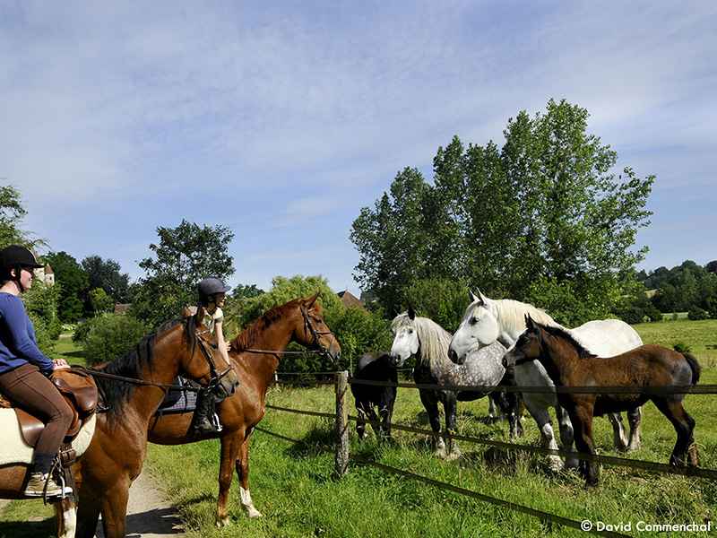 Randonnée à cheval dans l'Orne © D. Commenchal