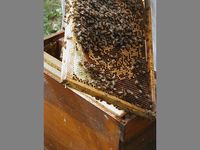 ecomusee_apiculture10_200 ©ecomuseeduperche