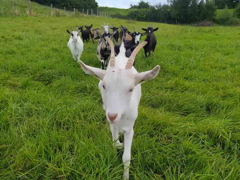 Les animeaux de la Ferme laFermedapolline ©LaFermed'Apolline