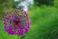 jardin-200-6 ©OTBELLEME