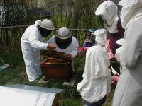 Fête de l'abeille ©ecomuseeduperche
