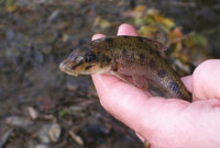 Pêche au goujon dans la Mayenne