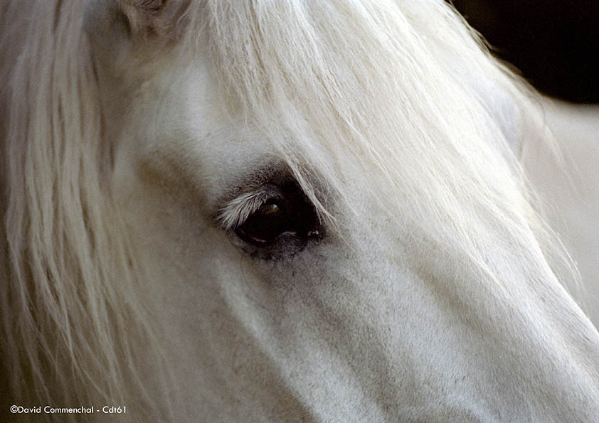 Percheron_800 Percheron © D. Commenchal Percheron_800