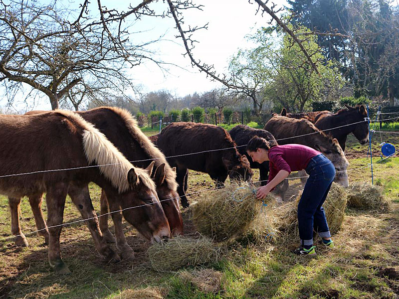 © La Chouette Mulotte La Chouette Mulotte