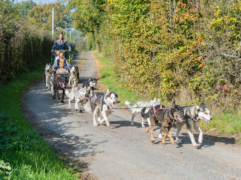 Attelage canin, baptême en chien de trait, et visite d'élevage avec Perche & Bohème