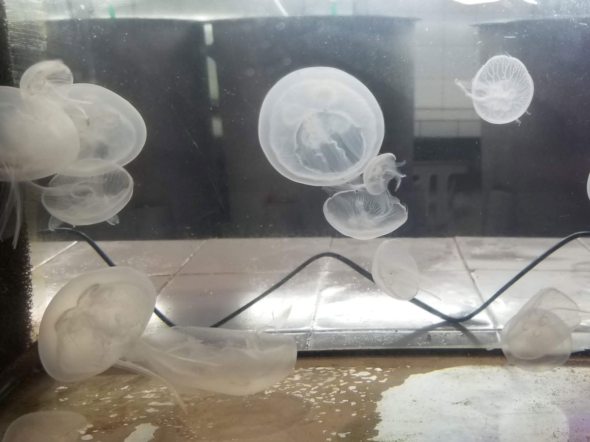 Aquacaux