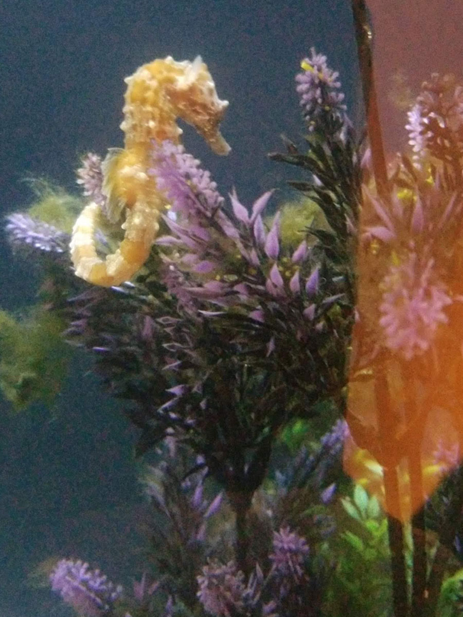 Aquacaux