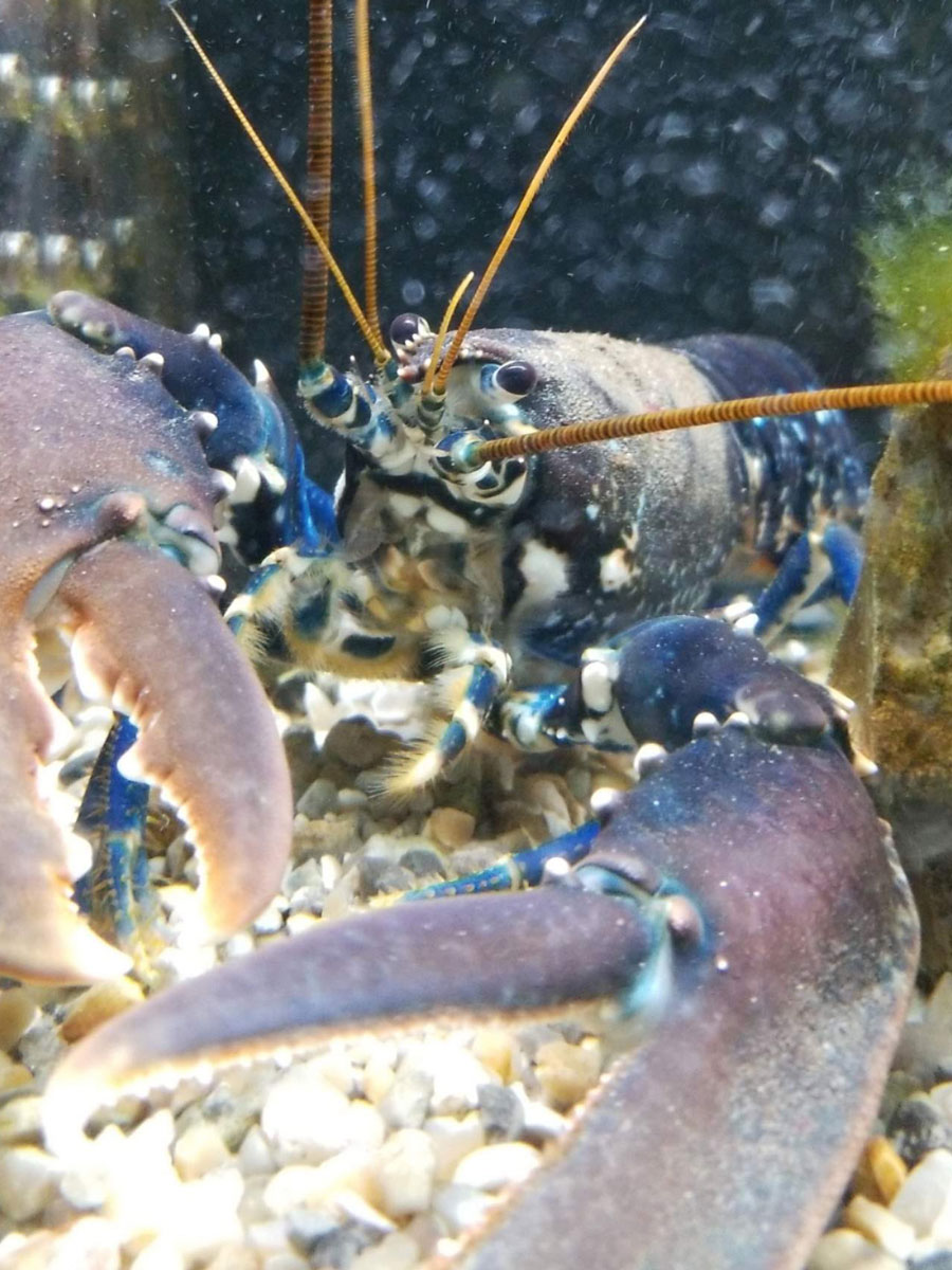 Aquacaux