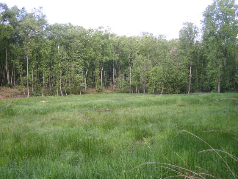 Le Bois de l'Épinay - photo 3