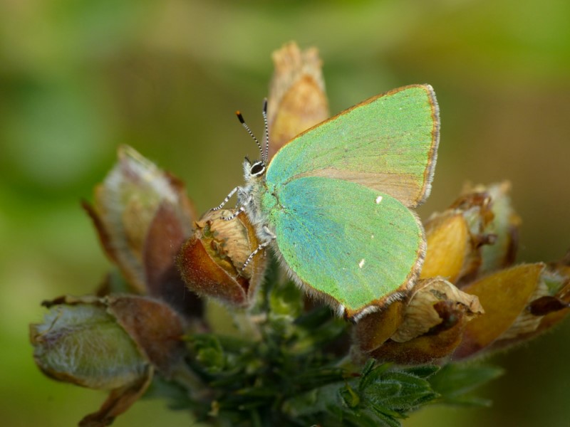 Domfront En Poiraie : Papillons et libellules à la Fosse Arthour